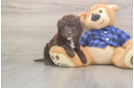 Energetic Labrapoo Poodle Mix Puppy