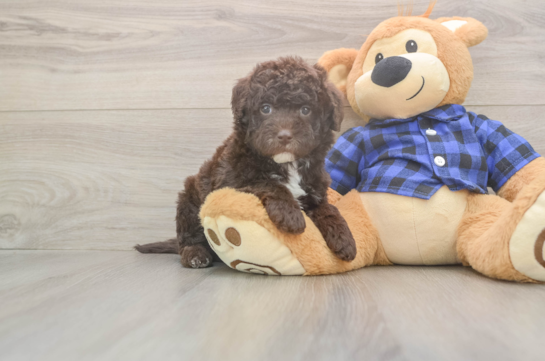 Energetic Labrapoo Poodle Mix Puppy