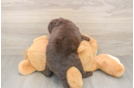 Smart Mini Labradoodle Poodle Mix Pup