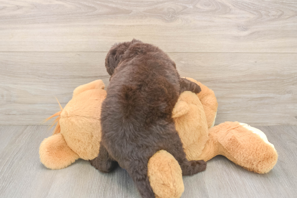Smart Mini Labradoodle Poodle Mix Pup