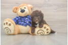 Mini Labradoodle Pup Being Cute
