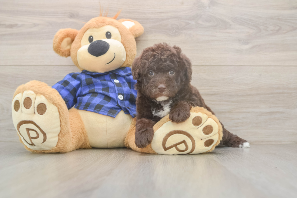 Mini Labradoodle Pup Being Cute