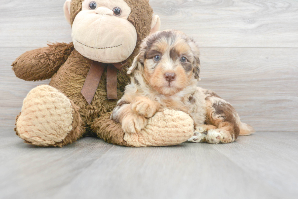 Smart Mini Labradoodle Poodle Mix Pup