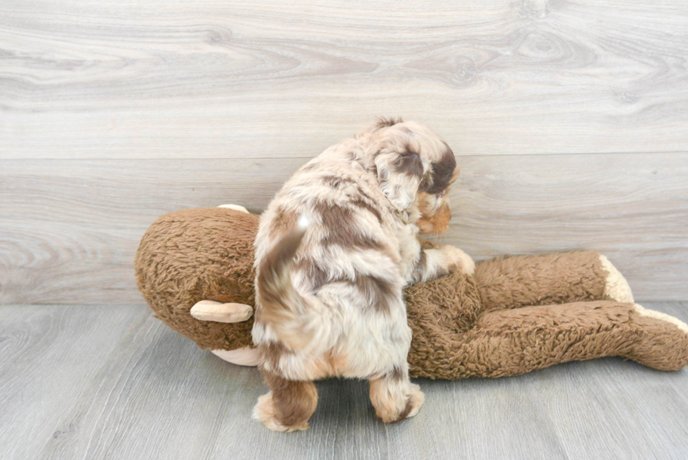 Little Labrador Poodle Mix Puppy