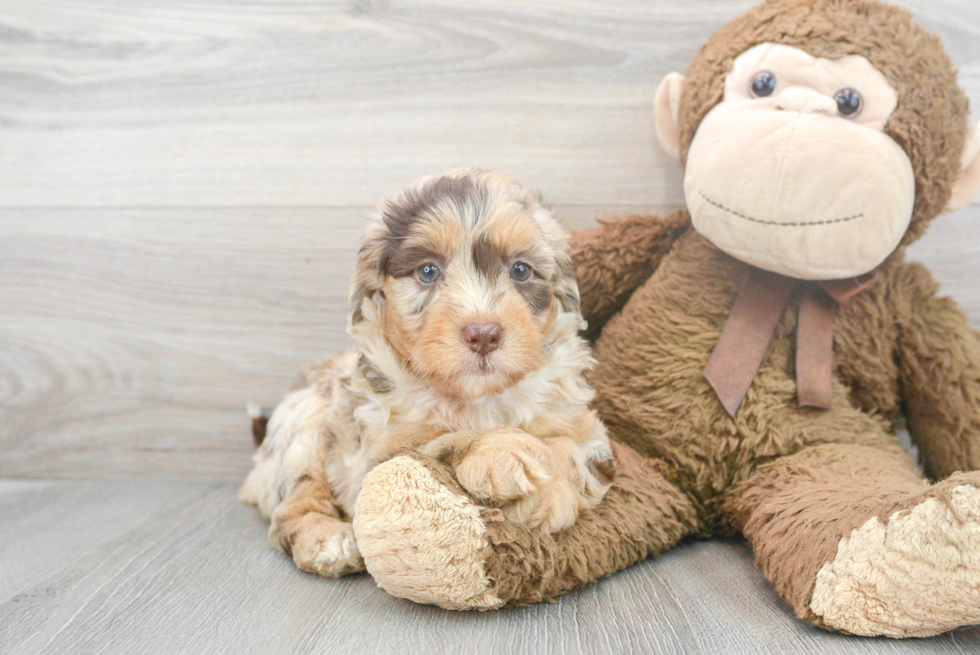 Best Mini Labradoodle Baby