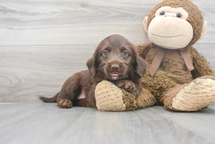 Smart Mini Labradoodle Poodle Mix Pup