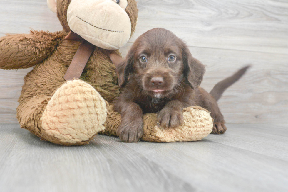 Best Mini Labradoodle Baby