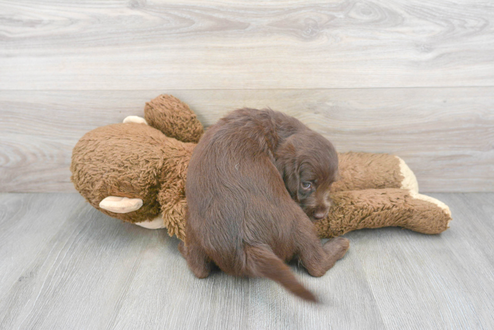 Playful Labrador Poodle Mix Puppy