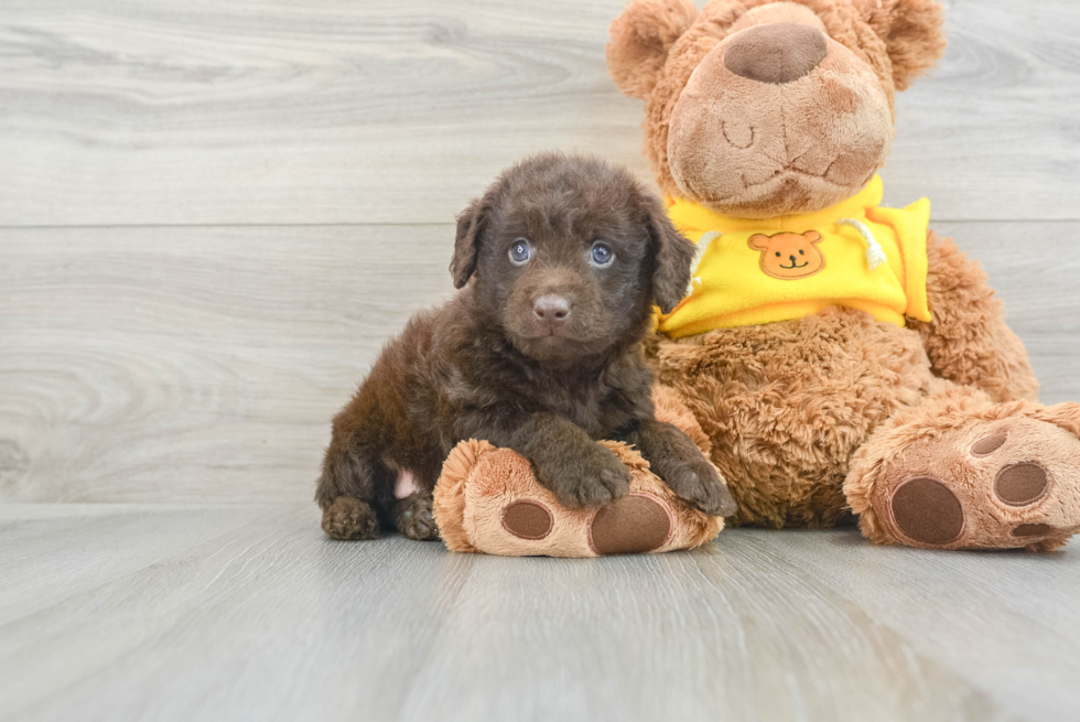 Fluffy Mini Labradoodle Poodle Mix Pup