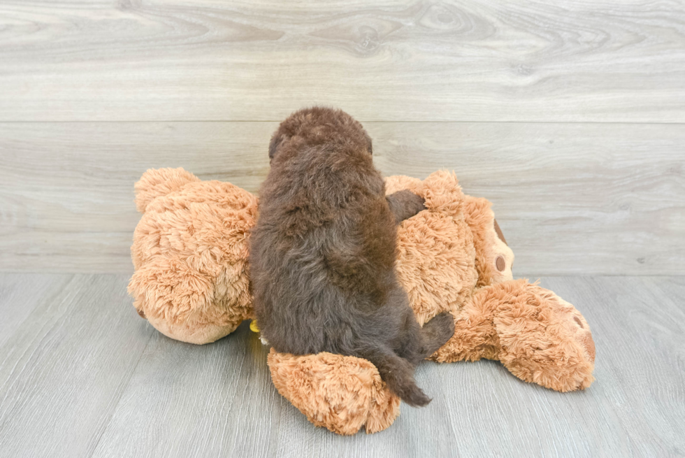 Hypoallergenic Labrador Poodle Mix Puppy