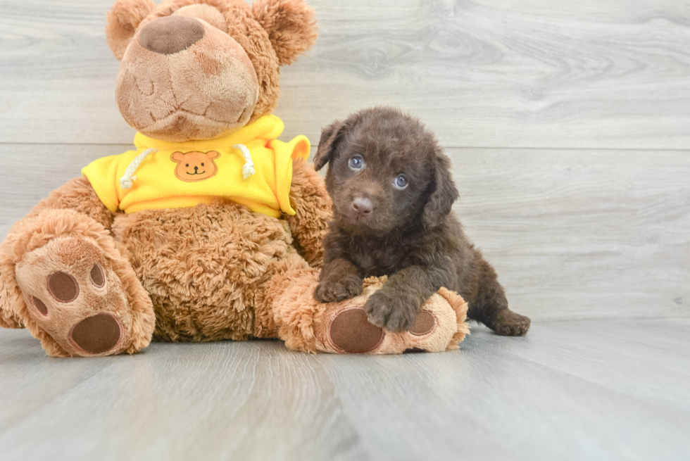 Best Mini Labradoodle Baby