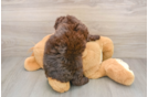 Mini Labradoodle Puppy for Adoption