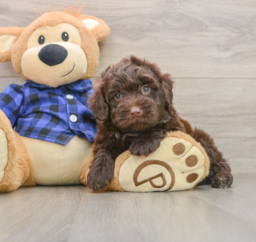 5 week old Mini Labradoodle Puppy For Sale - Premier Pups