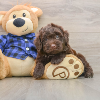 Mini Labradoodle Pup Being Cute