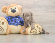 5 week old Mini Labradoodle Puppy For Sale - Premier Pups