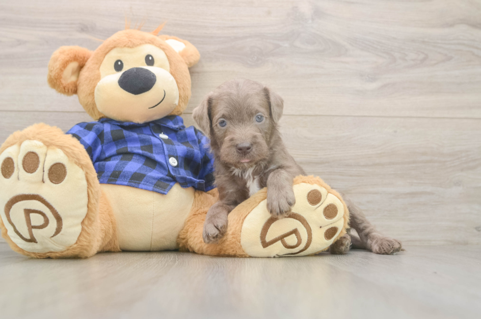 5 week old Mini Labradoodle Puppy For Sale - Premier Pups