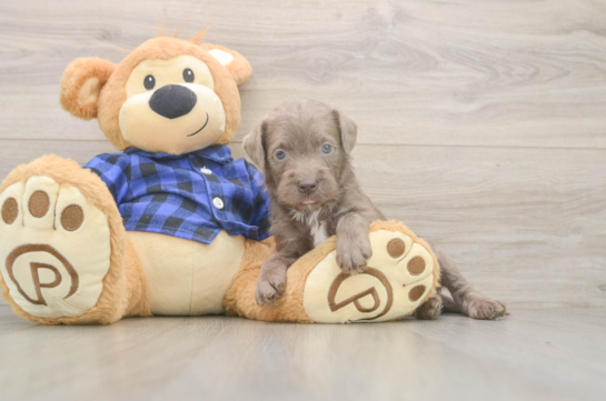 Friendly Mini Labradoodle Baby
