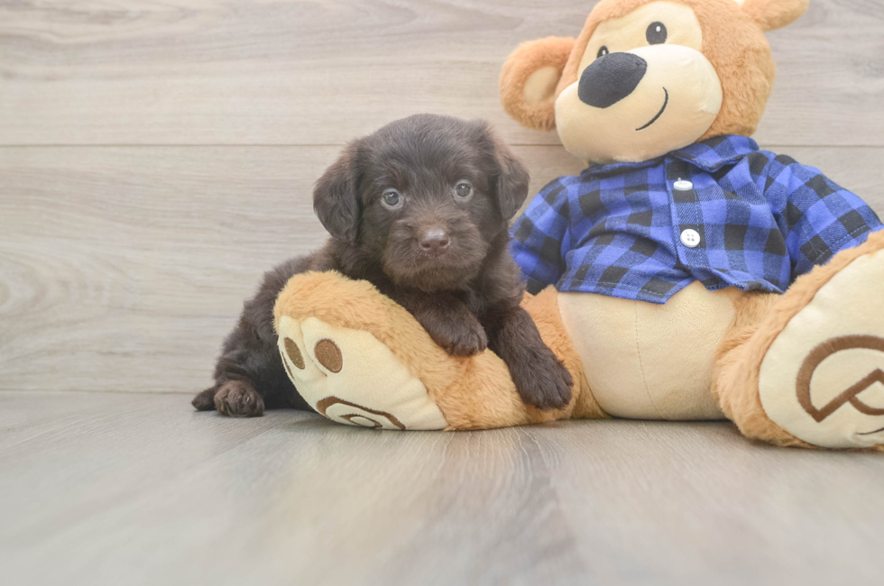 5 week old Mini Labradoodle Puppy For Sale - Premier Pups