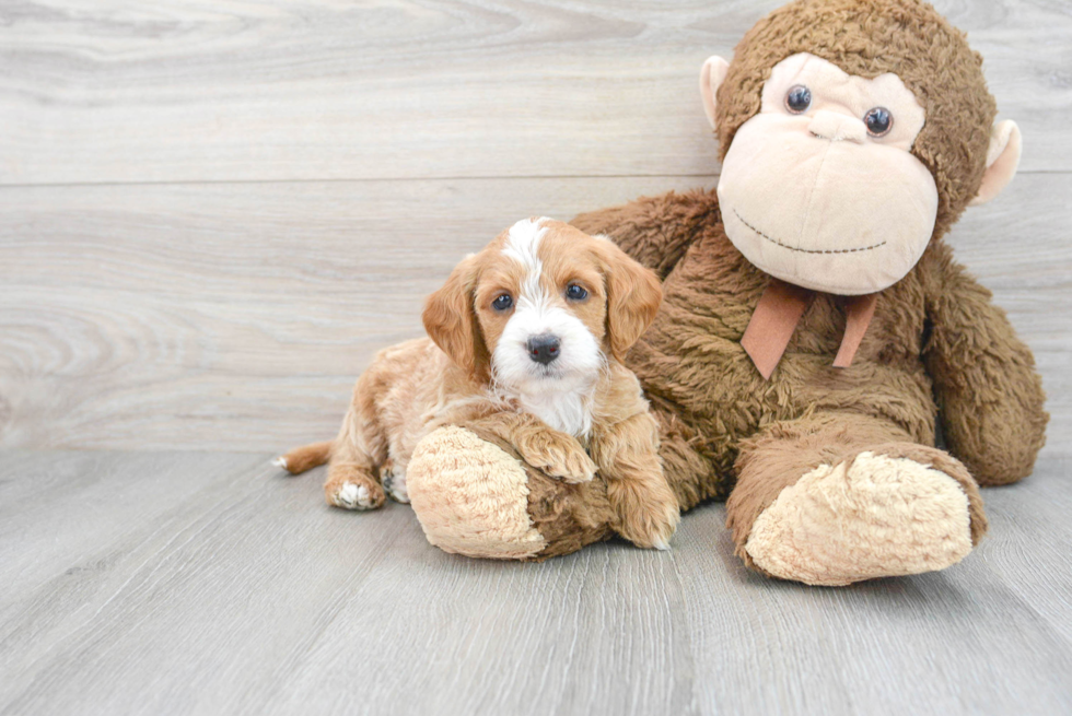 Small Mini Labradoodle Baby