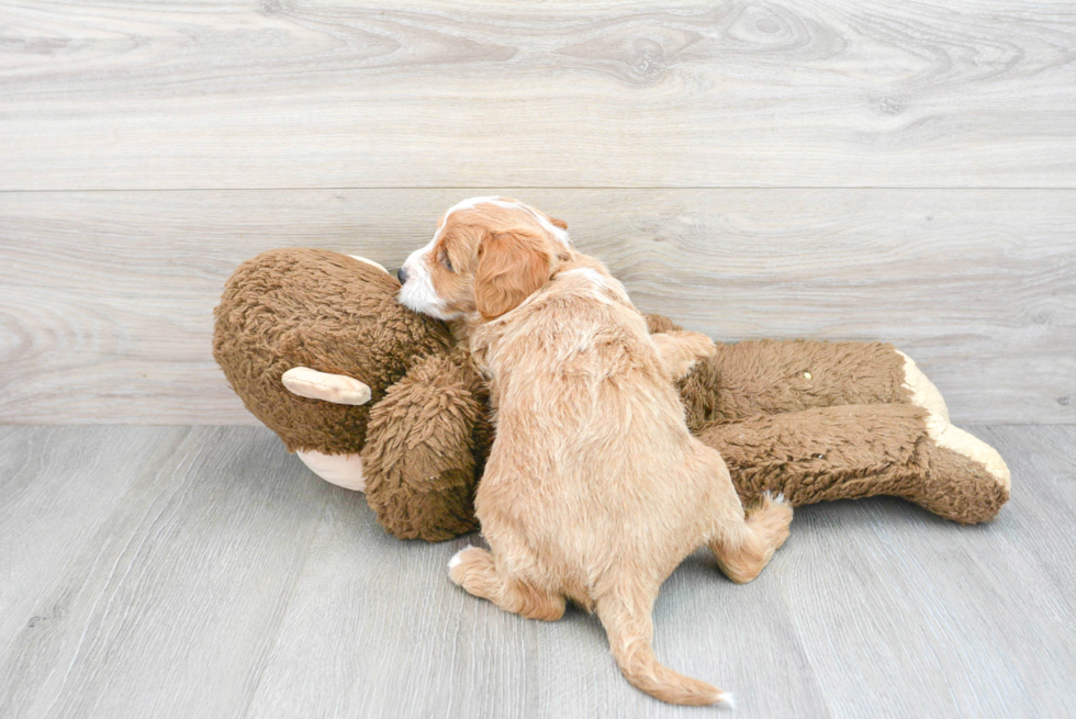 Happy Mini Labradoodle Baby