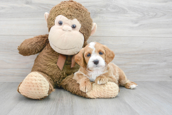 Best Mini Labradoodle Baby