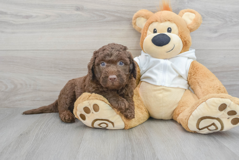 Meet Lexi - our Mini Labradoodle Puppy Photo 1/3 - Premier Pups