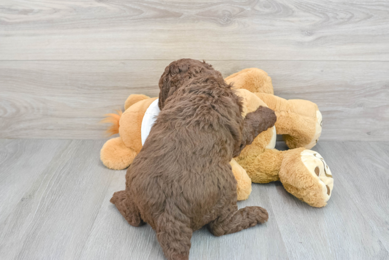 Meet Lexi - our Mini Labradoodle Puppy Photo 2/3 - Premier Pups