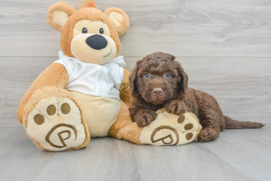 Adorable Labrador Poodle Mix Puppy