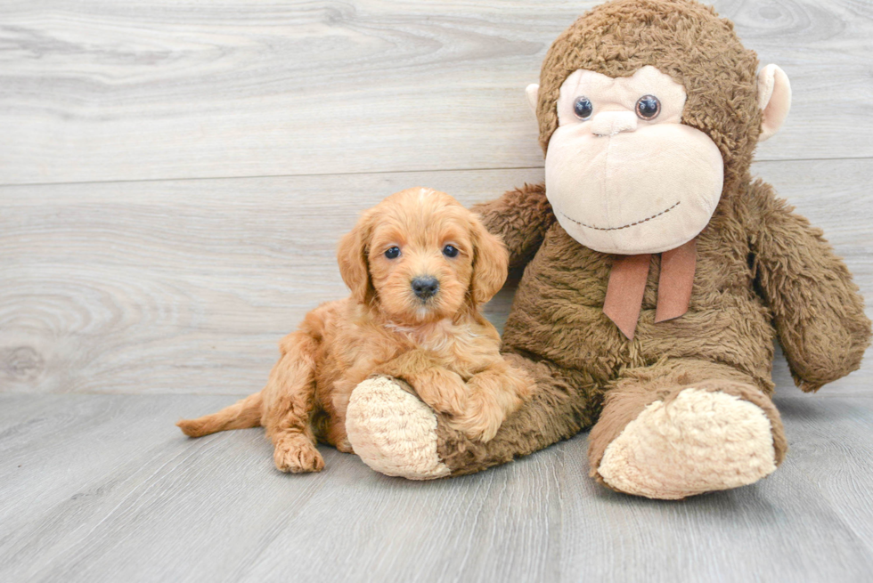 Playful Labrador Poodle Mix Puppy