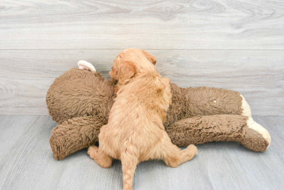 Friendly Mini Labradoodle Baby