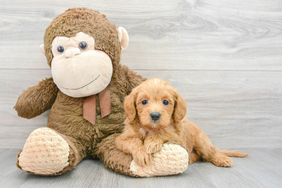 Energetic Labrador Poodle Mix Puppy