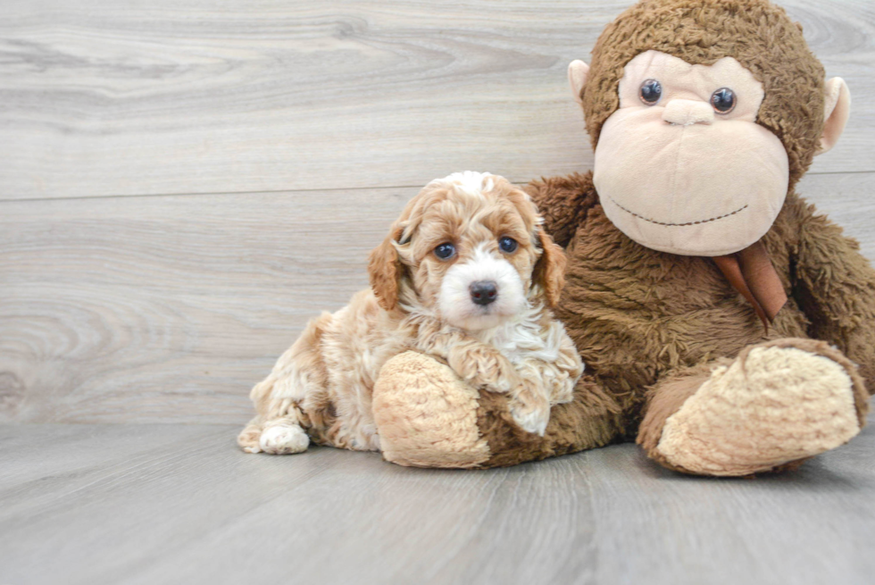 Mini Labradoodle Pup Being Cute