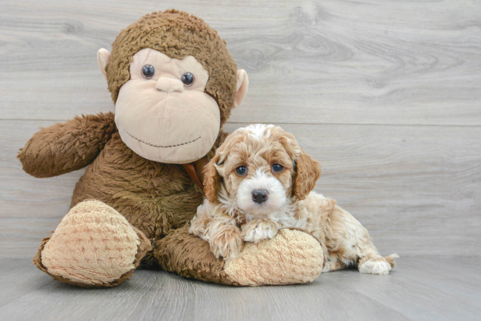 Mini Labradoodle Pup Being Cute