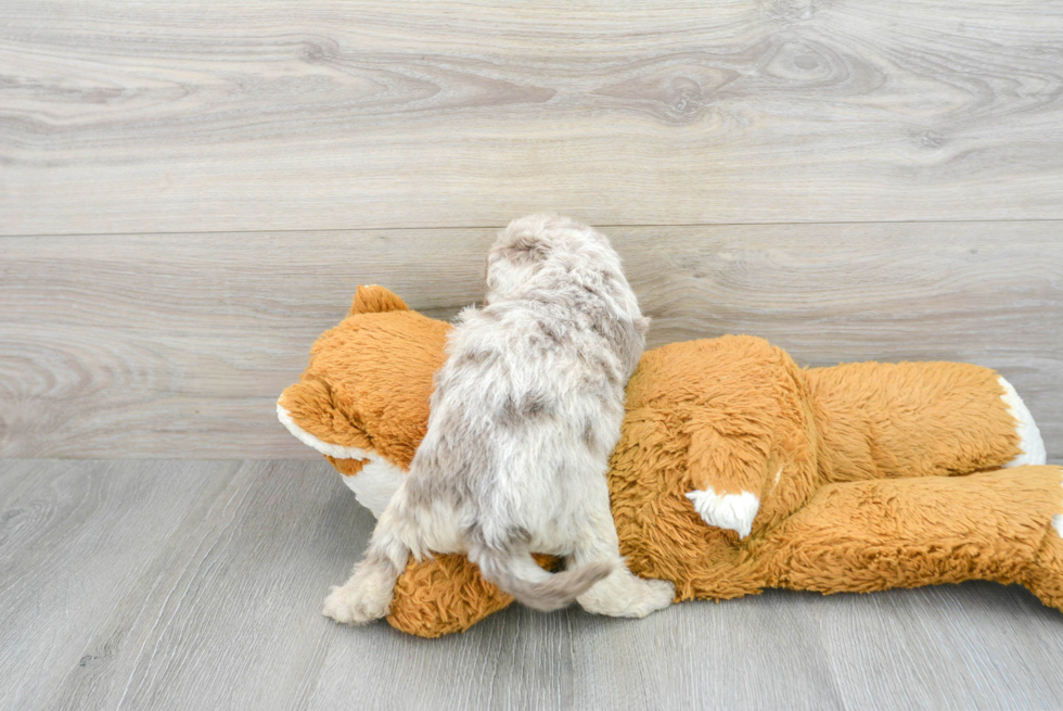 Playful Labrador Poodle Mix Puppy