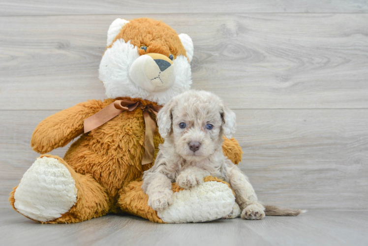 Fluffy Mini Labradoodle Poodle Mix Pup