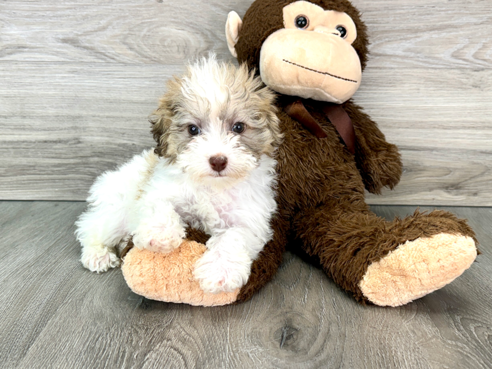 Mini Labradoodle Puppy for Adoption