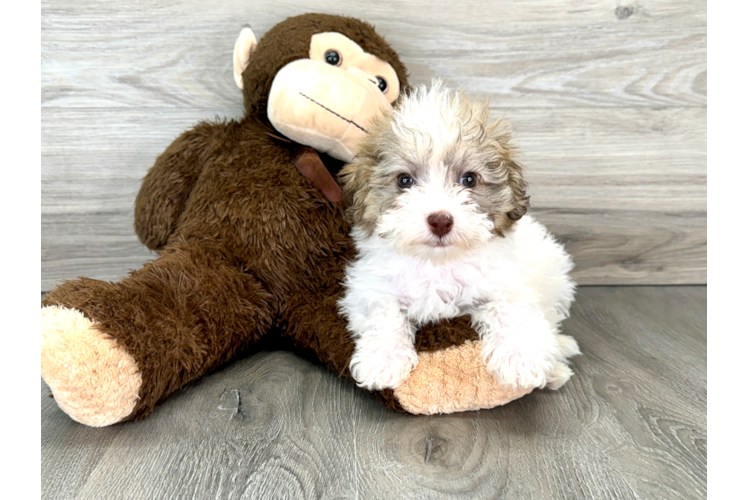 Fluffy Mini Labradoodle Poodle Mix Pup