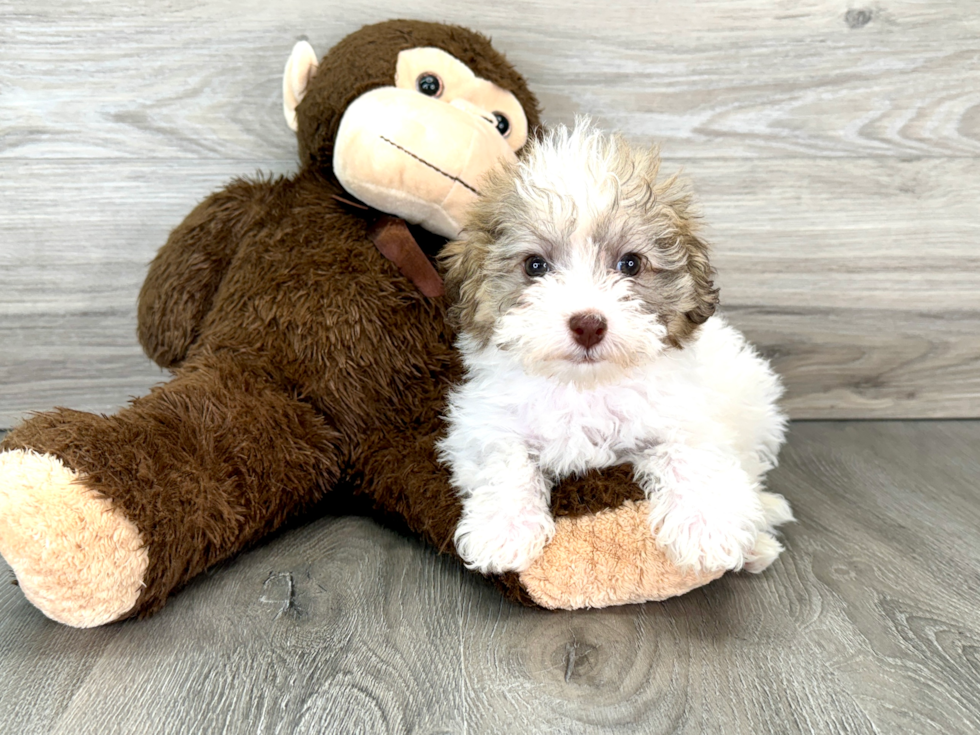 Fluffy Mini Labradoodle Poodle Mix Pup