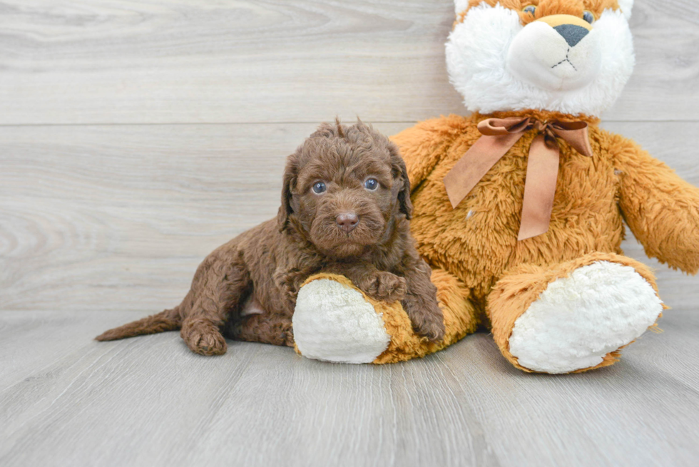 Mini Labradoodle Pup Being Cute
