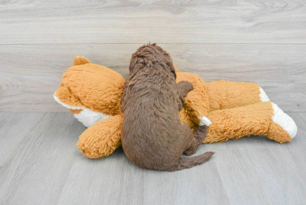 Energetic Labrador Poodle Mix Puppy