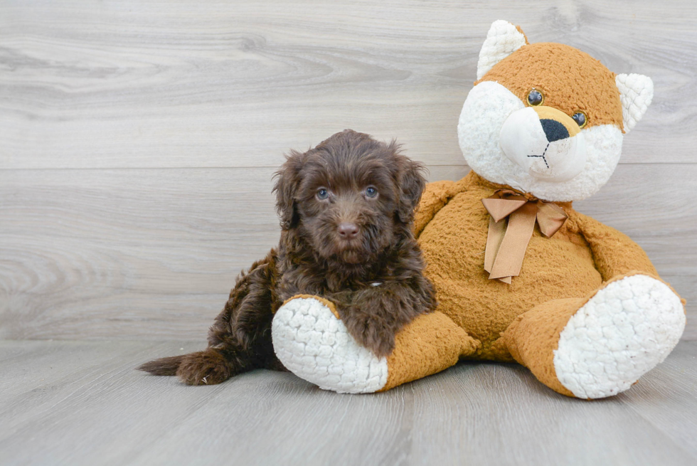 Best Mini Labradoodle Baby