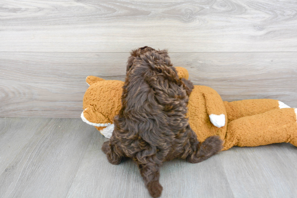 Mini Labradoodle Puppy for Adoption