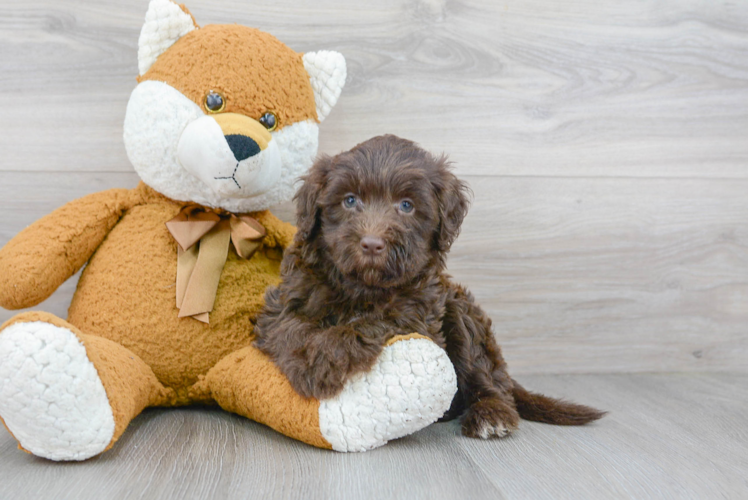 Mini Labradoodle Puppy for Adoption