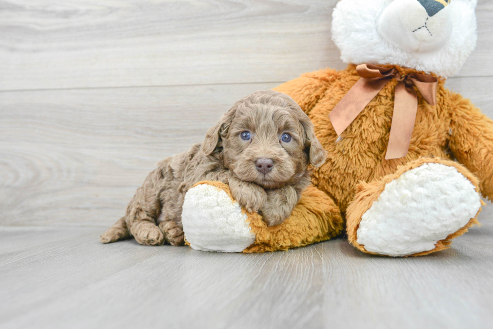 Best Mini Labradoodle Baby