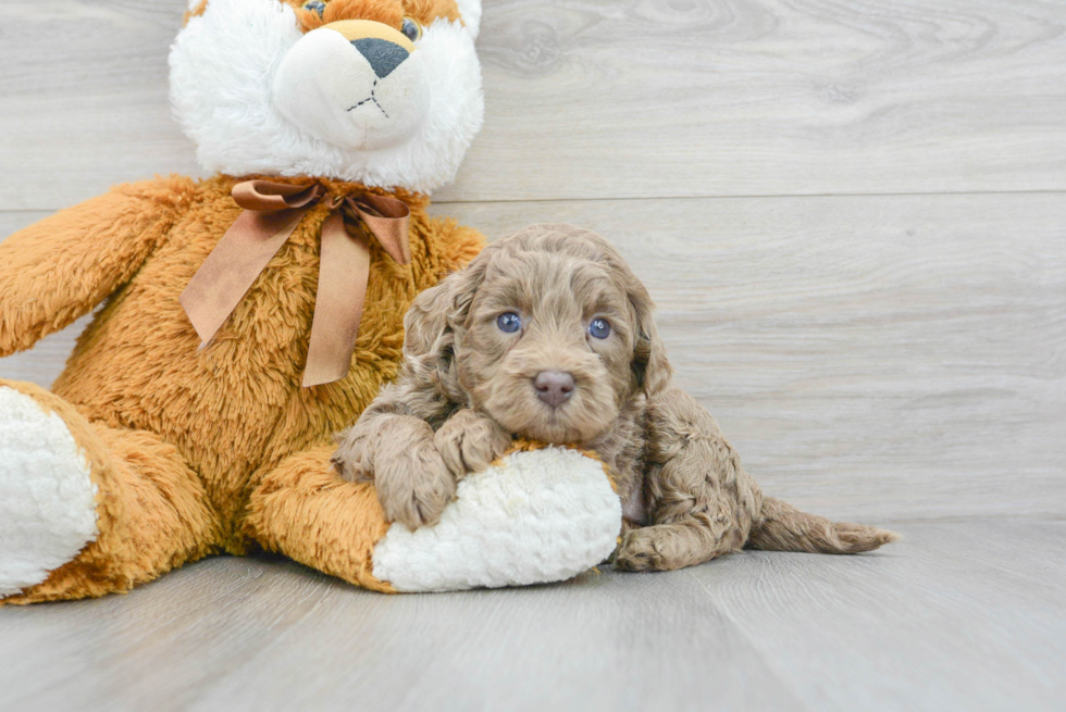 Fluffy Mini Labradoodle Poodle Mix Pup