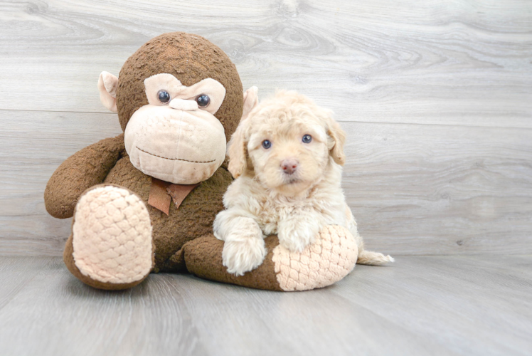 Mini Labradoodle Pup Being Cute