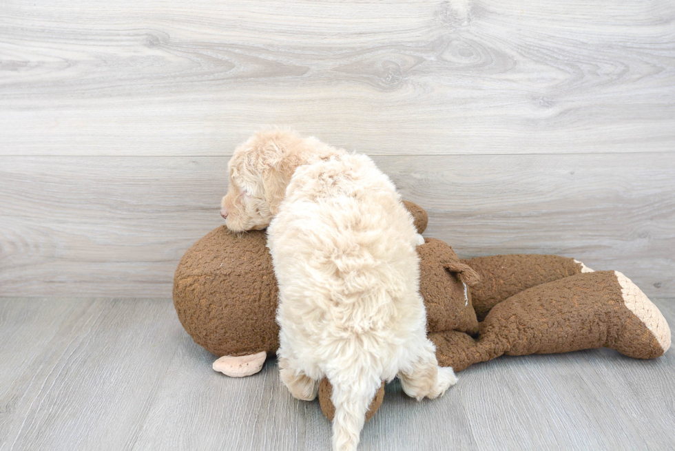 Funny Mini Labradoodle Poodle Mix Pup