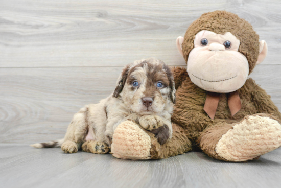 Fluffy Mini Labradoodle Poodle Mix Pup