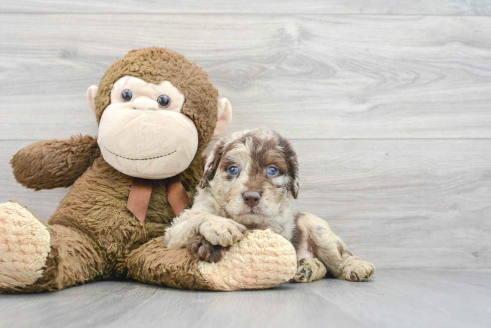 Playful Labrador Poodle Mix Puppy