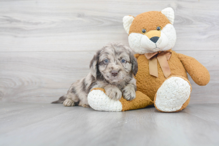 Happy Mini Labradoodle Baby